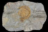 Orange Declivolithus Trilobite (Pos/Neg Split) Morocco #92484-3
